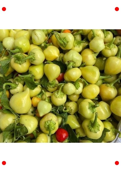 Yuvarlak Süs Biber Tohumu (3 Gr) - Renkli Dekorasyon modelleri