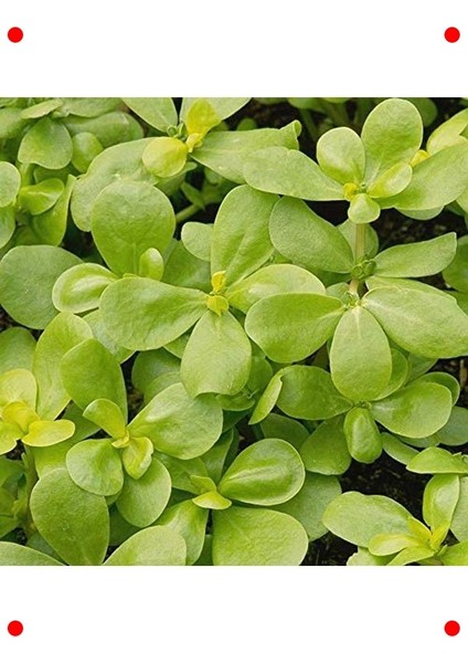 Semizotu Tohumu (10 Gr)