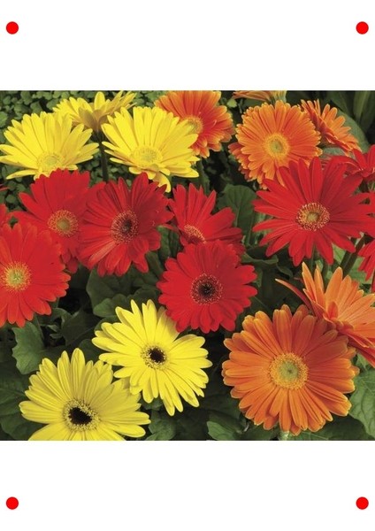 Karışık Kesme Gerbera F1 Tohumu - 5 Adet