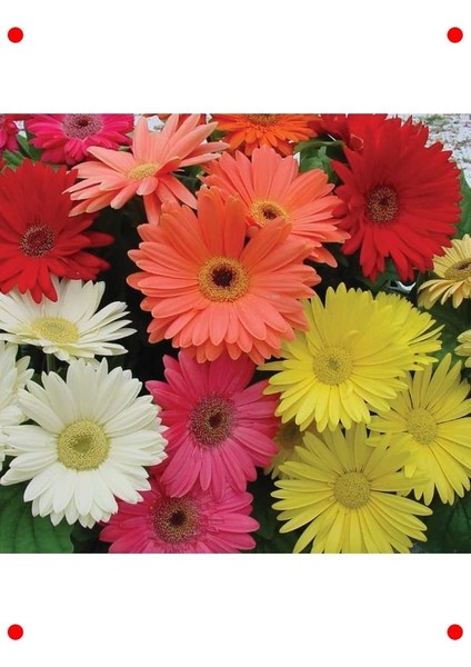 Karışık Kesme Gerbera F1 Tohumu - 5 Adet modelleri