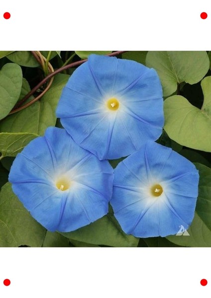 Mavi Sarmaşık Tohumu - 50 Adet