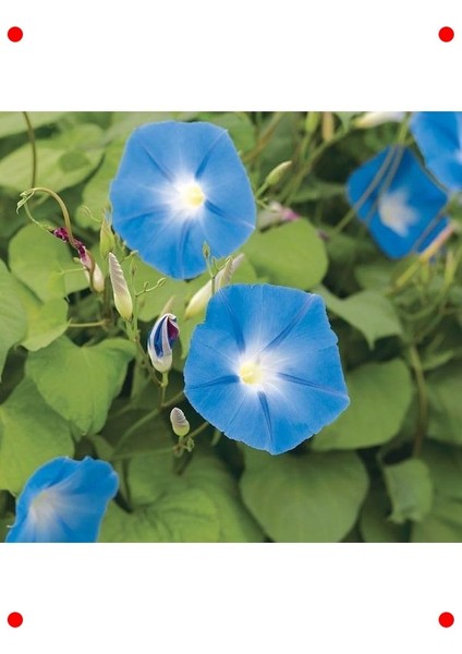 Mavi Sarmaşık Tohumu - 50 Adet fiyatları