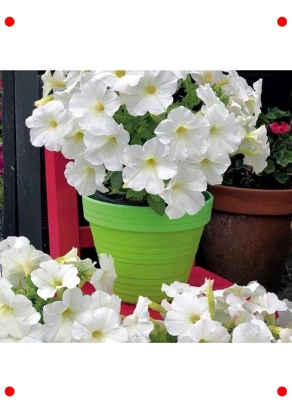 Iri Çiçekli Bodur Beyaz Petunya Tohumu (15)