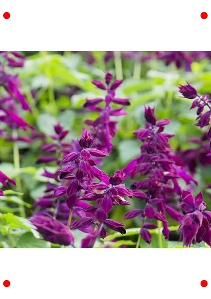 Bodur Ateş Çiçeği Tohumu (Leylak Renk) - 15 Adet fiyatları