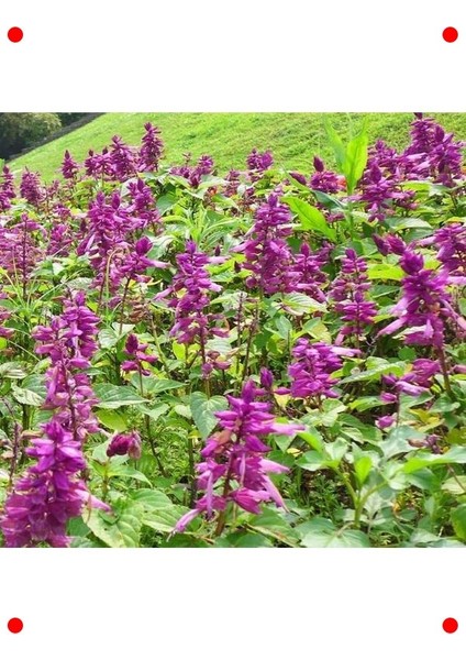 Bodur Ateş Çiçeği Tohumu (Leylak Renk) - 15 Adet modelleri