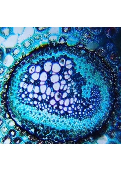 Cep Mikroskobu Kaşif Seti modelleri