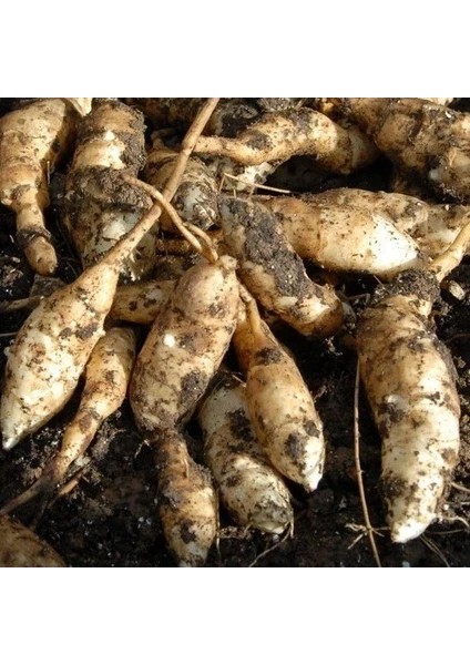 12 Adet Yıldız Dahlia Yumrusu Yeni Mahsul Çimlenme Garantili.12 Renk Karışık... modelleri