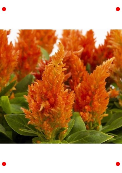 Turuncu Tüy Horoz Ibiği F1 Tohumu (75 Adet)