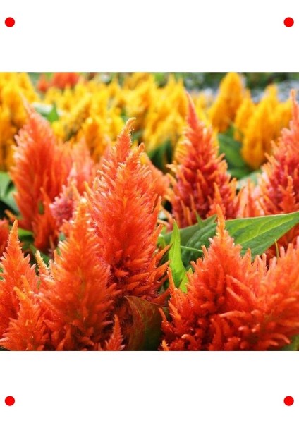 Turuncu Tüy Horoz Ibiği F1 Tohumu (75 Adet) fiyatları