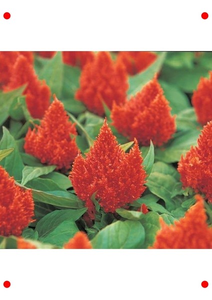 Turuncu Tüy Horoz Ibiği F1 Tohumu (75 Adet) modelleri