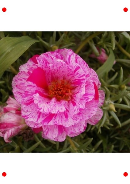 Kırçıllı Kırmızı Duble Katlı Ipek Çiçeği (25 Tohum)