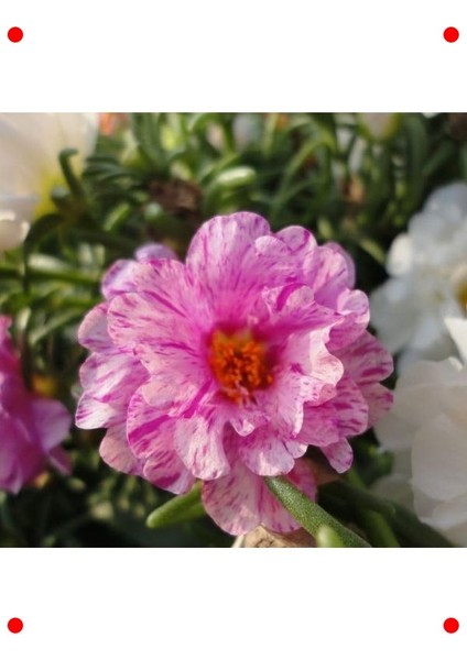 Kırçıllı Kırmızı Duble Katlı Ipek Çiçeği (25 Tohum) fiyatları