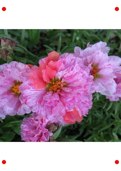 Kırçıllı Kırmızı Duble Katlı Ipek Çiçeği (25 Tohum) modelleri