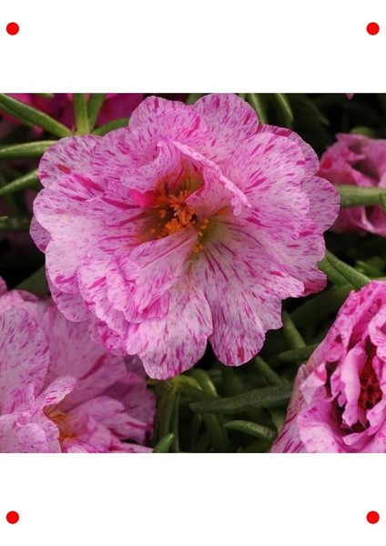 Kırçıllı Kırmızı Duble Katlı Ipek Çiçeği (25 Tohum) fırsatları