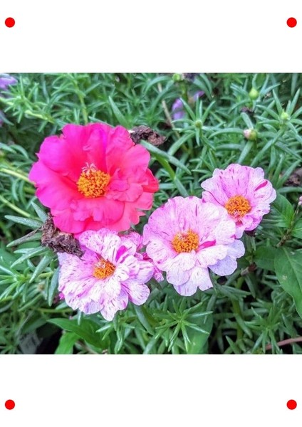 Kırçıllı Kırmızı Duble Katlı Ipek Çiçeği (25 Tohum) indirimleri