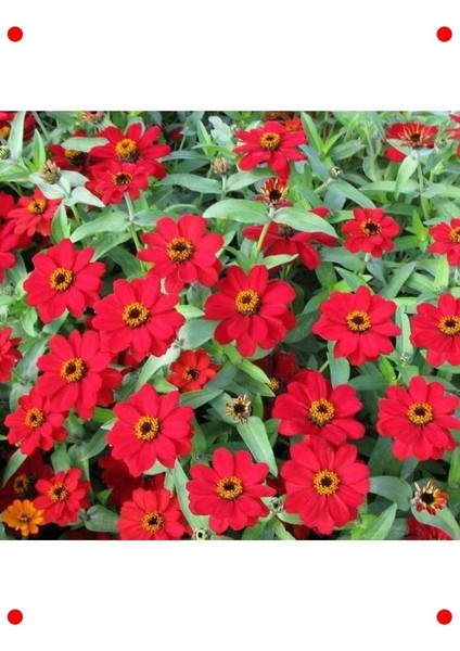 Kırmızı Zinnia Tohumu - Mini & Çok Çiçekli (8 Adet)