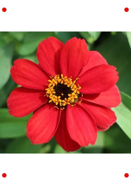 Kırmızı Zinnia Tohumu - Mini & Çok Çiçekli (8 Adet) modelleri