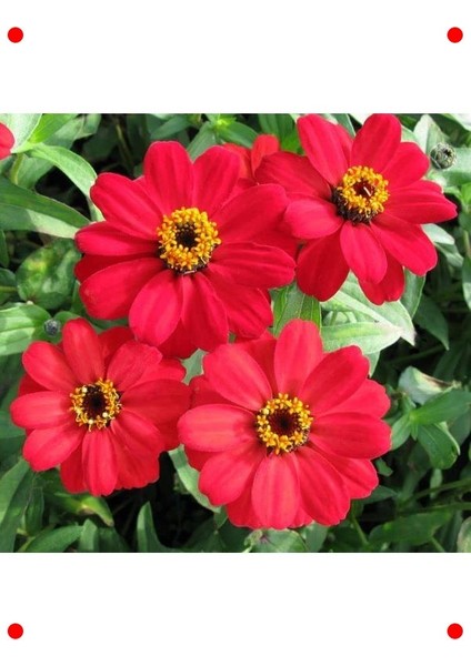 Kırmızı Zinnia Tohumu - Mini & Çok Çiçekli (8 Adet) fırsatları