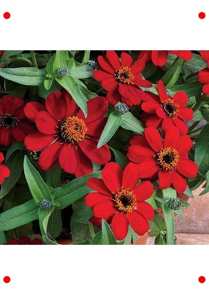 Kırmızı Zinnia Tohumu - Mini & Çok Çiçekli (8 Adet) indirimleri