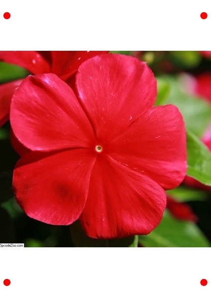 Çok Çiçekli Koyu Kırmızı Rozet Çiçeği Tohumu (15 Adet)