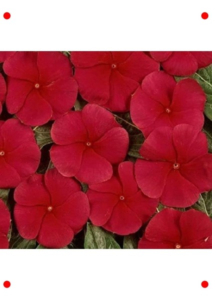 Çok Çiçekli Koyu Kırmızı Rozet Çiçeği Tohumu (15 Adet) fiyatları