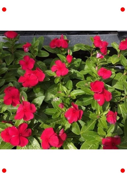 Çok Çiçekli Koyu Kırmızı Rozet Çiçeği Tohumu (15 Adet) modelleri