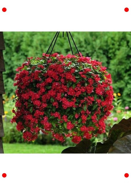 Çok Çiçekli Koyu Kırmızı Rozet Çiçeği Tohumu (15 Adet) fırsatları