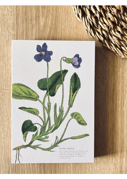 Tanıtım Özel Tasarım Baskılı Kapaklı A5 Not Defteri - 180 Derece Açılabilir, Sırtı DIKIŞLI,%100 El Işçiliği, Ofis Için Ideal, Planlayıcı (Viola Hirta Kapak Tasarımı)