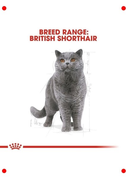 Yetişkin British Kedi Maması - 4 kg indirimleri