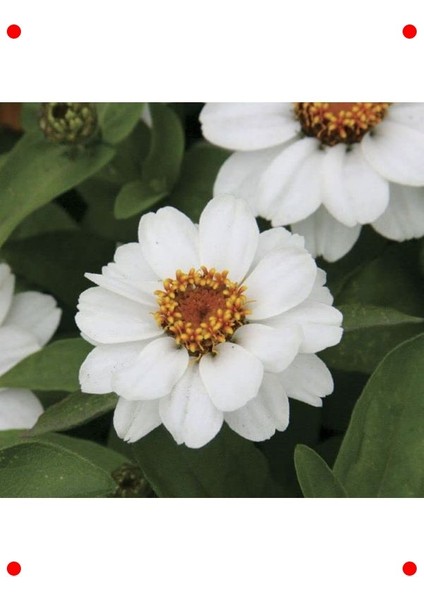 Beyaz Zinnia Tohumu (Mini Çok Çiçekli, 8 Adet)