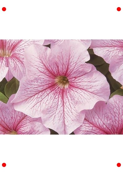 Açık Pembe Petunya Tohumu (20 Adet)