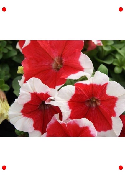 Kırmızı Beyaz Petunya Tohumu (20 Adet)