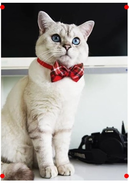 Papyonlu Ayarlanabilir Kedi Tasması (Çanlı) fiyatları