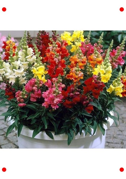 Uzun Karışık Renk Aslan Ağzı Tohumu - 10 Adet