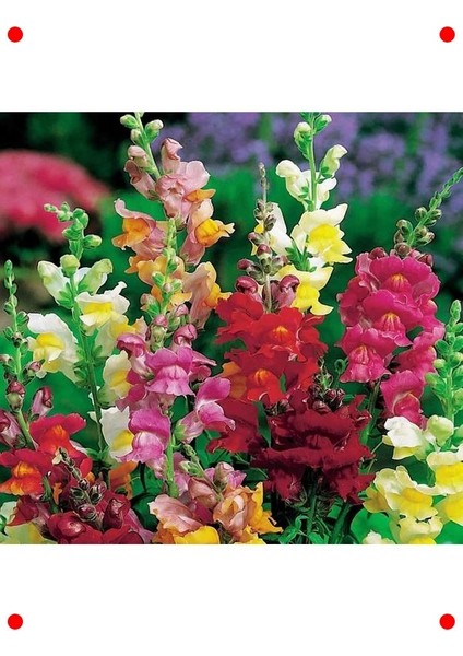 Uzun Karışık Renk Aslan Ağzı Tohumu - 10 Adet fiyatları
