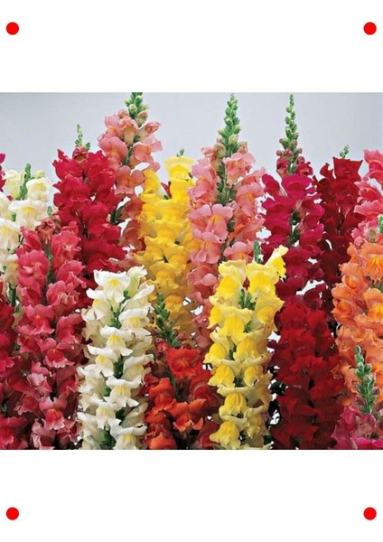 Uzun Karışık Renk Aslan Ağzı Tohumu - 10 Adet modelleri