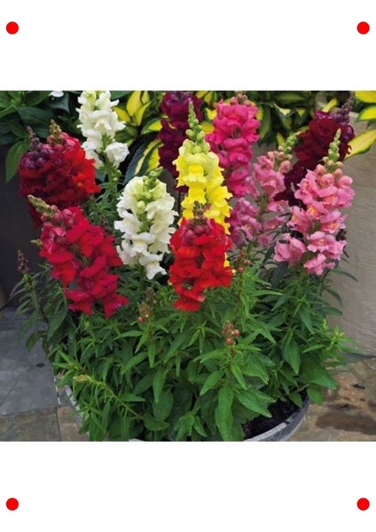 Uzun Karışık Renk Aslan Ağzı Tohumu - 10 Adet fırsatları