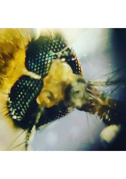 Cep Mikroskobu Kaşif Seti fiyatları