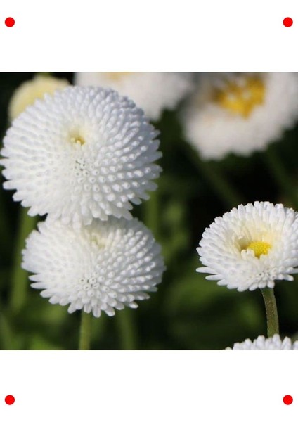 Beyaz Şeker Tabağı Tohumu (F1 Hibrit) - 50 Adet