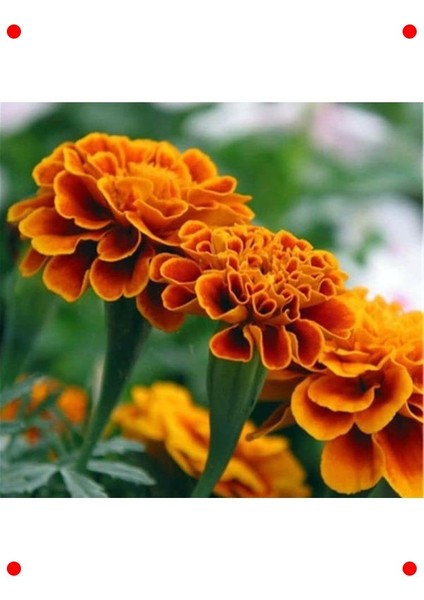 Ufak Çiçekli Kadife Tohumu - Zarif ve Dayanıklı