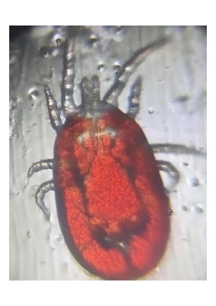 Cep Mikroskobu Kaşif Seti (100.YIL Özel Metal Kutusunda) modelleri