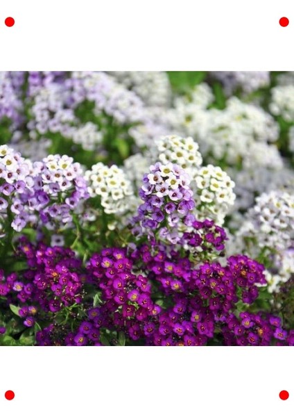 Kraliyet Halısı Alyssum Tohumu - Karışık Renk (40 Adet) fiyatları