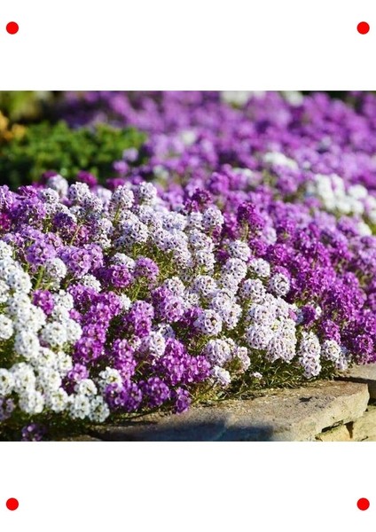 Kraliyet Halısı Alyssum Tohumu - Karışık Renk (40 Adet) fırsatları
