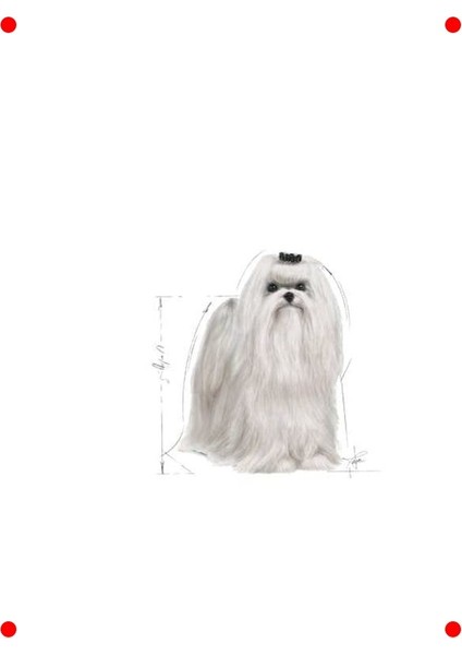 Maltese Yetişkin Kuru Köpek Maması 1.5 kg fırsatları