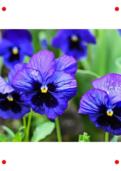 Mavi Gözlü Zarif Menekşe Çiçeği Tohumu