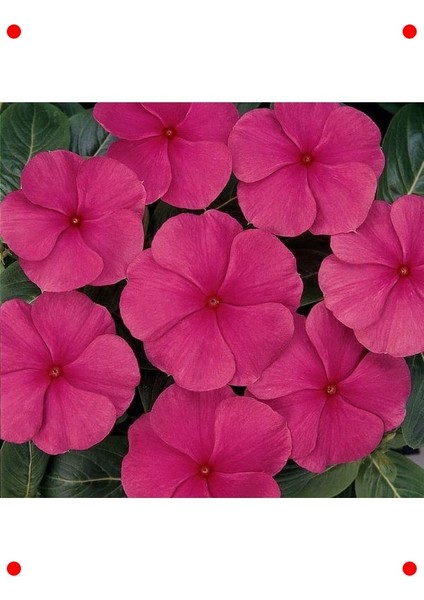 Punch Rozet Çiçeği F1 Tohumu (40 Adet)