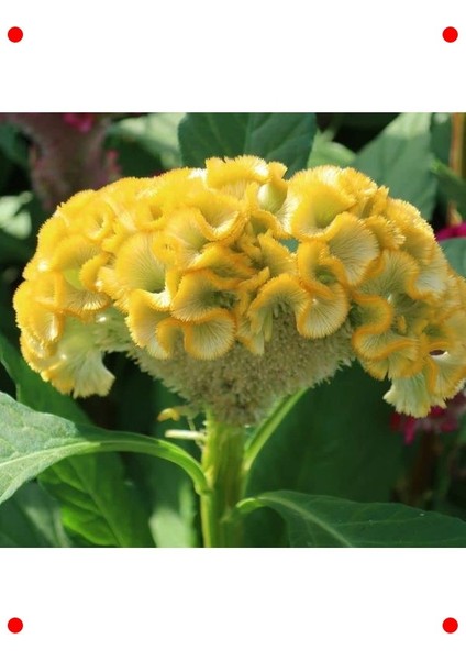 Sarı Horoz Ibiği Tohumu (Balta Geniş Çiçek) - 40 Adet