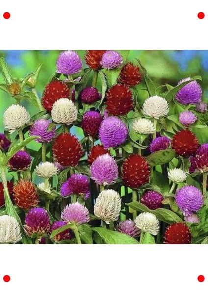 Medine Çiçeği Tohumu - Huzur Veren Güzellik