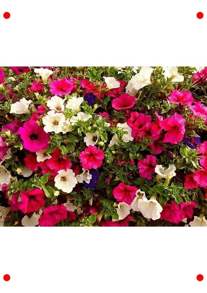 Petunya Çiçeği Tohumu (250+ Adet)