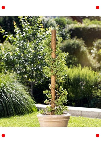 Doğal Hindistan Cevizi Bitki Destek Çubuğu - 60 cm fırsatları